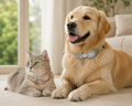 Smart GPS Pet Tracker Collar